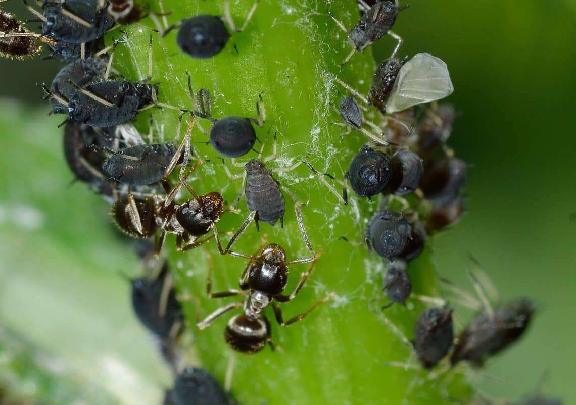 Cómo preparar agua jabonosa para eliminar pulgones de las plantas en