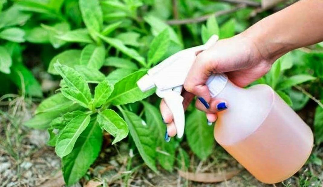 Qué se necesita para preparar un fungicida casero Infoagro