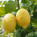 Fungicidas caseros para arboles frutales
