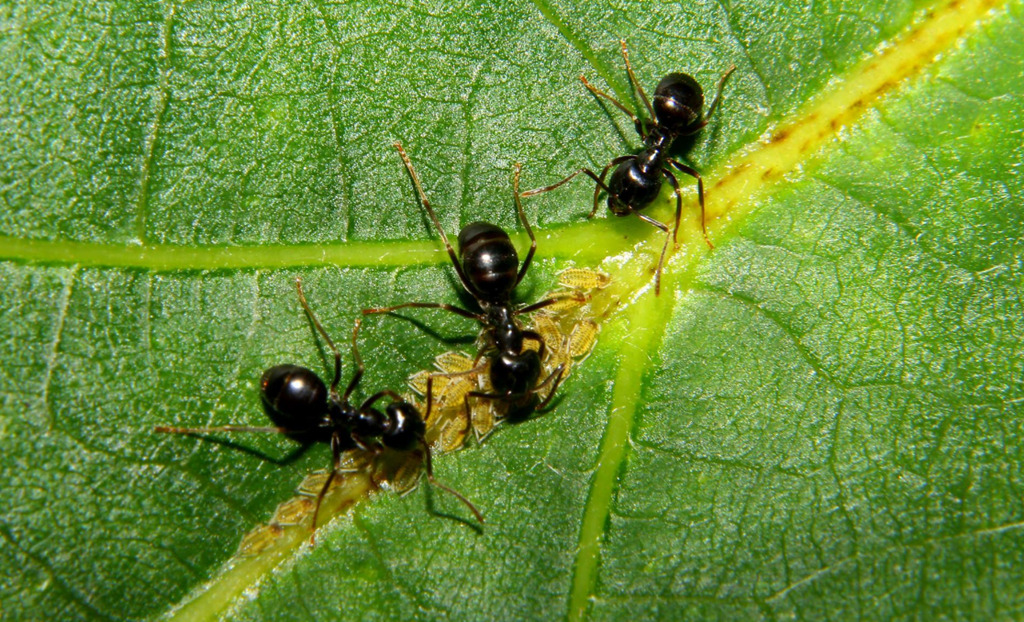 Cómo eliminar las hormigas de las plantas? - Infoagro