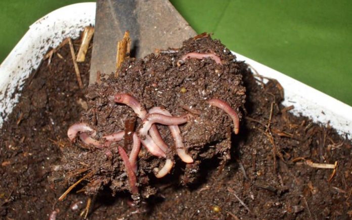 compost con lombrices 2