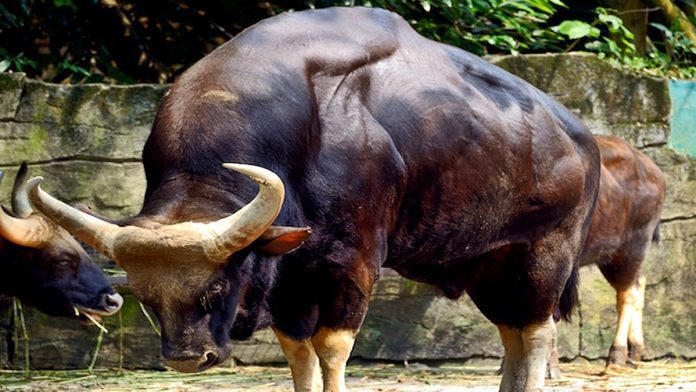 Toros 1