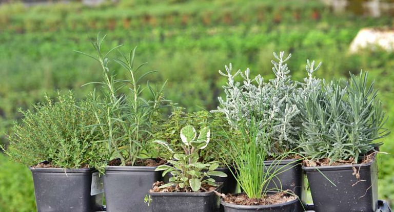 Las hierbas aromáticas conservan hasta un 50% más los alimentos