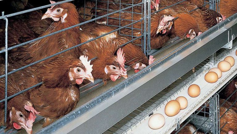 Producción de huevos y carnes con cría casera de gallinas