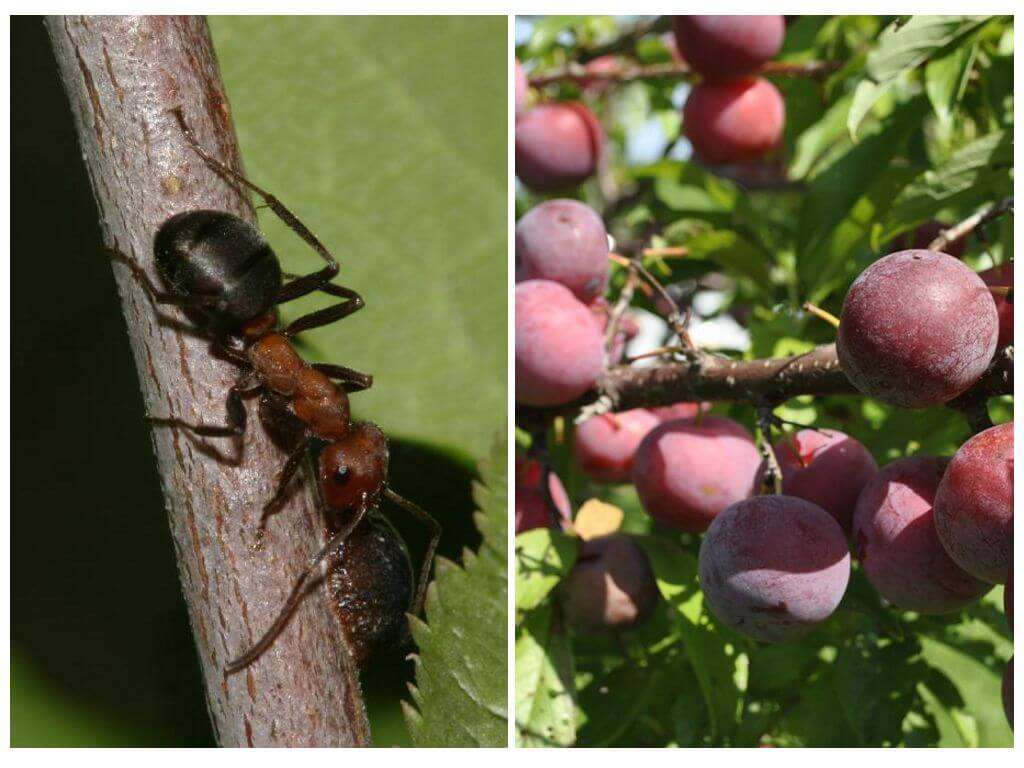 Aprende a armar una barrera contra hormigas en los arboles del huerto o el  jardín - Infoagro