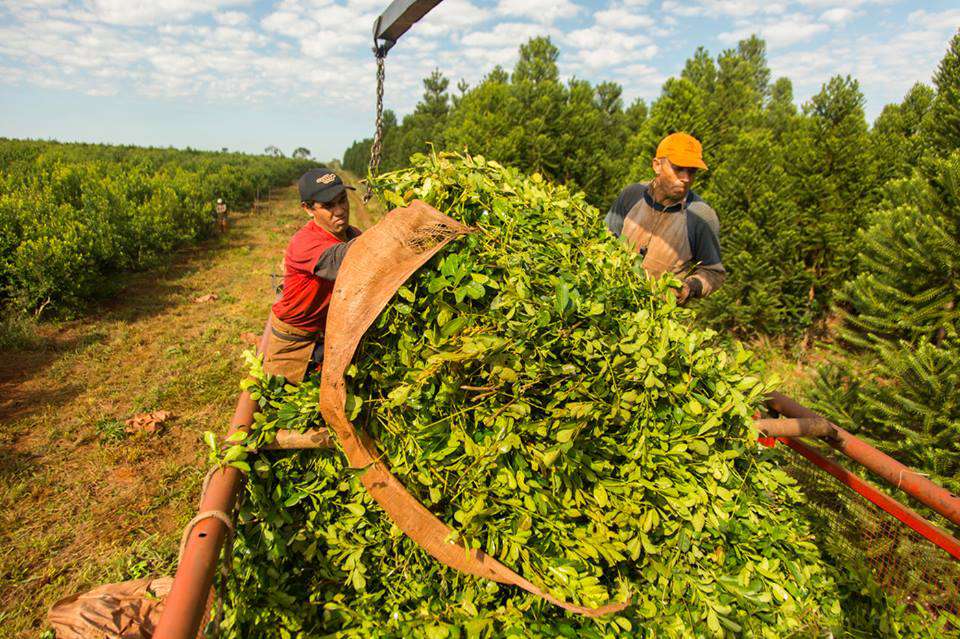 Exportaciones de yerba mate aumentan un 18,5% interanual en octubre