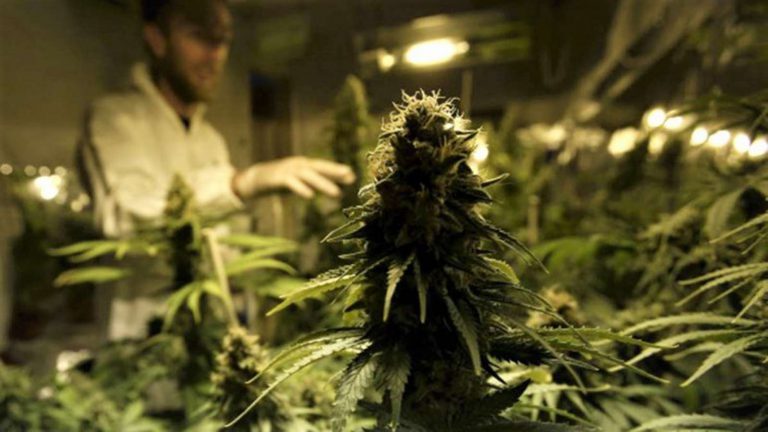 El negocio del Cannabis se expande en Argentina