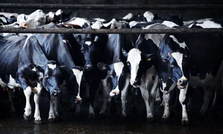 Alimentos para vacas que reduce las emisiones de metano