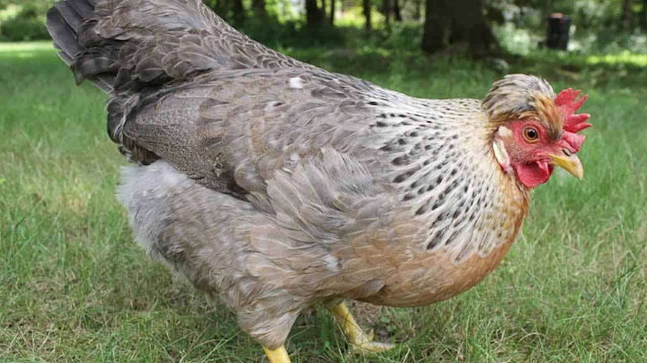 La Gallina Araucana Que Pone Huevos Azules - Infoagro