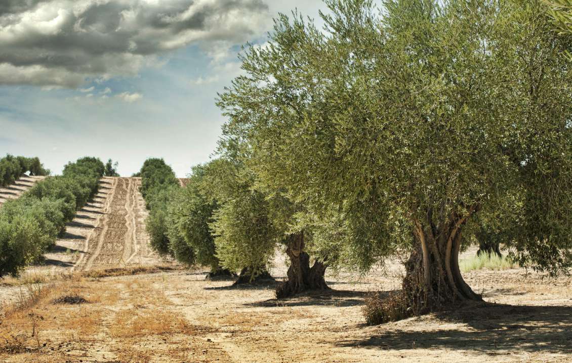 Las raíces históricas del aceite de oliva