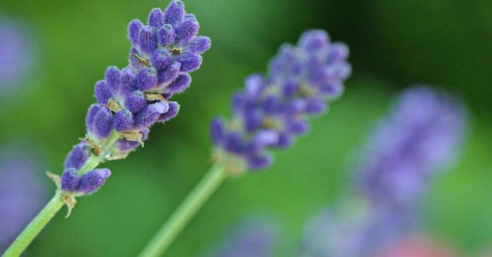 Lavanda