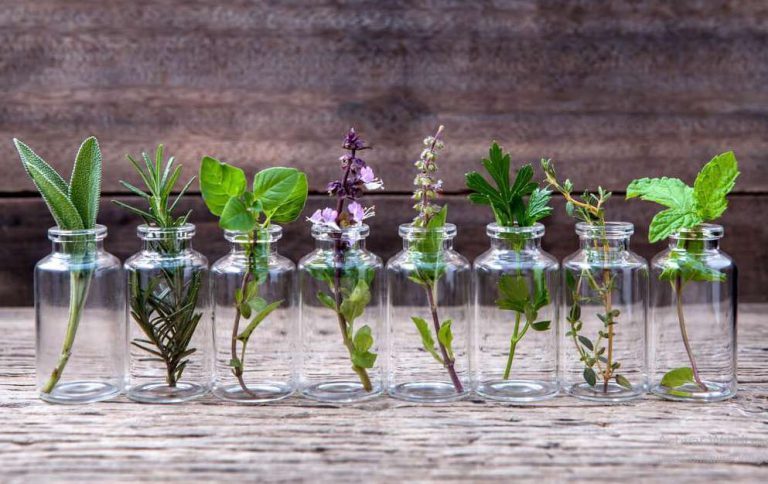 10 plantas aromáticas que no necesitan tierra para crecer