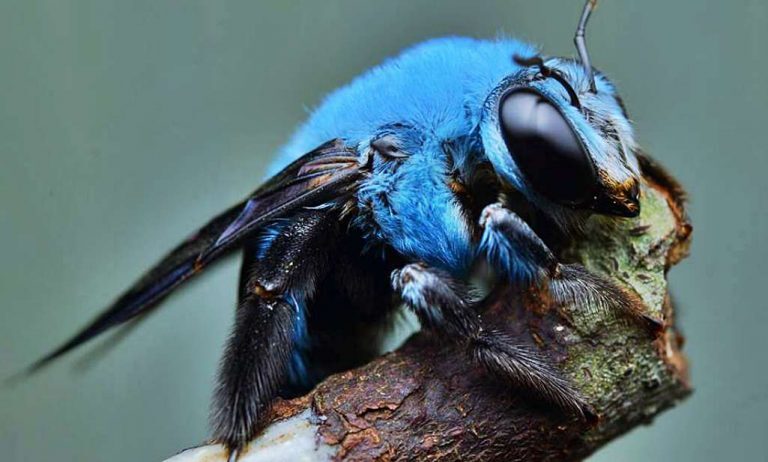 La rara abeja azul de Florida