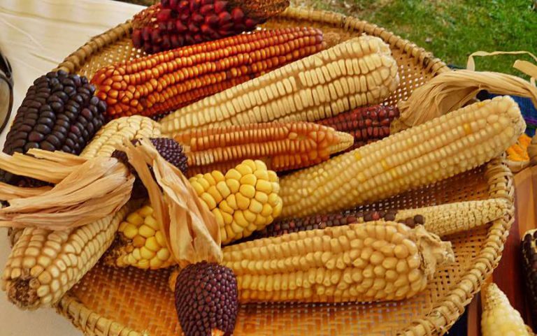 La importancia del maíz en la cultura maya