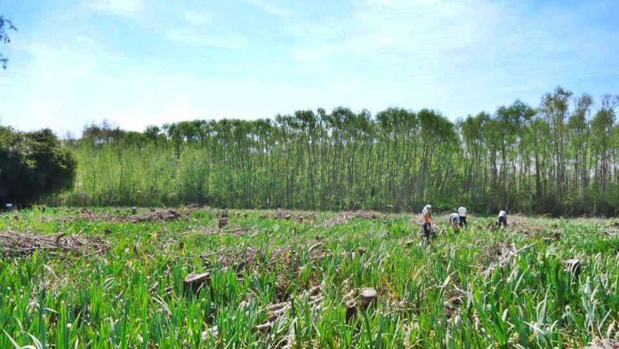 Bosque agro
