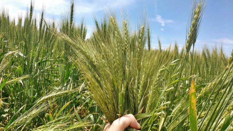 Las ventajas del trigo agroecológico