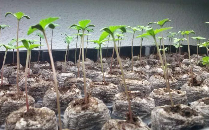 Cómo germinar las semillas según nuestras necesidades - Infoagro