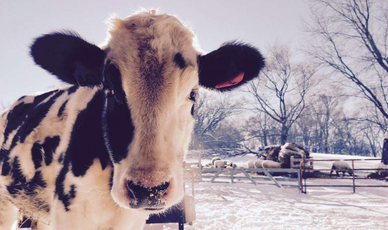¿Qué hacen las vacas en invierno?