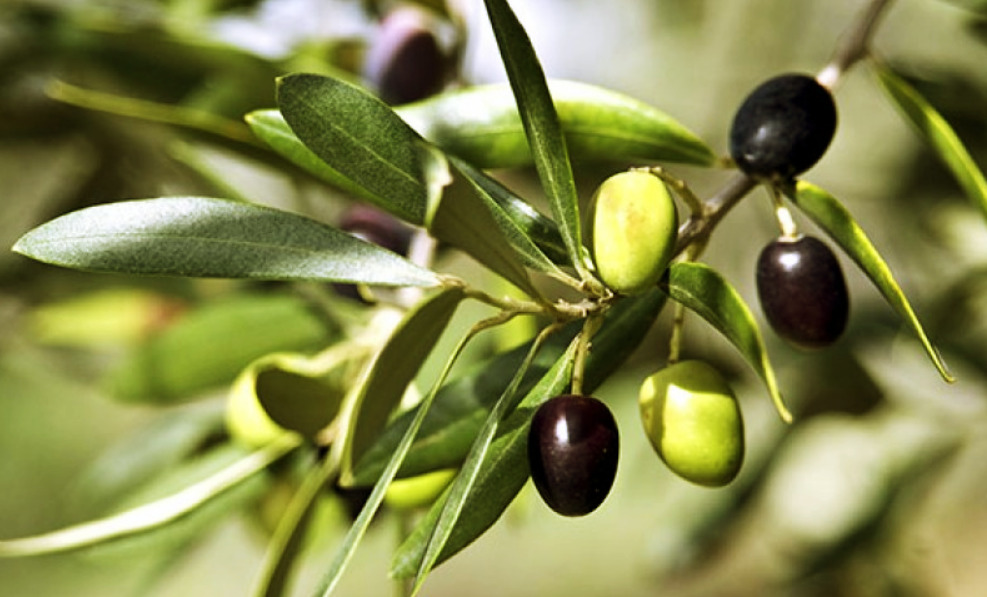¿Existen olivos qué den aceitunas verdes y olivos qué den aceitunas negras?