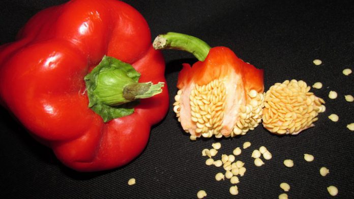 extraer semillas del pimiento 9