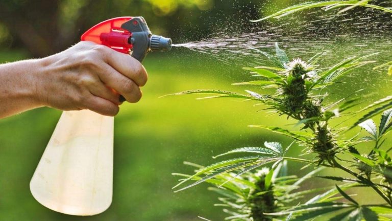 Cómo preparar agua jabonosa para eliminar pulgones de las plantas en otoño