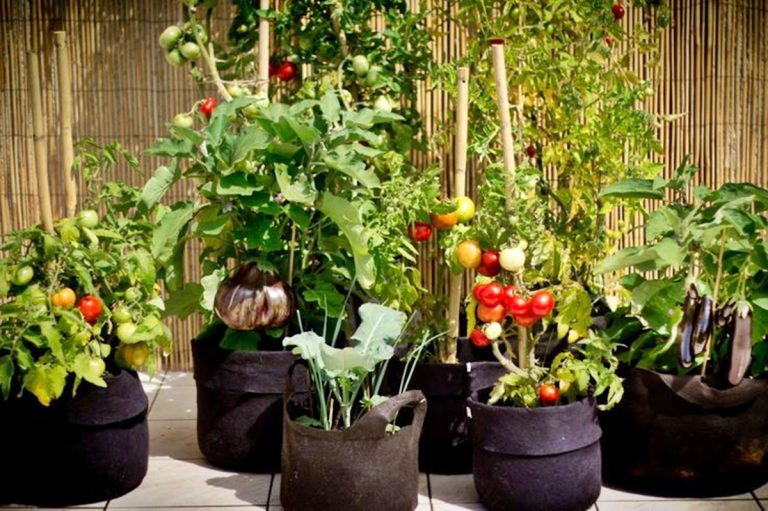 Estas hortalizas podes cultivar de manera fácil en macetas