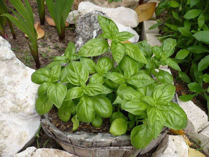 ¿Dónde cultivar albahaca en invierno? InfoAgro ¿Dónde cultivar albahaca en invierno? InfoAgro