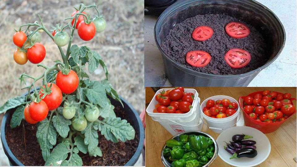 Ópera Ciudad Menda Volar cometa 4 reglas para plantar tomates en macetas - Infoagro