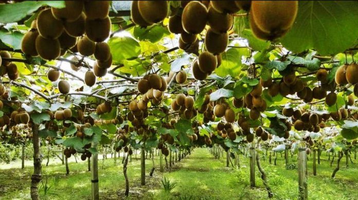 Kiwi en Tucuman 4