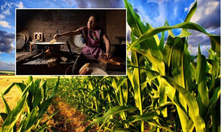 La Milpa: el cultivo ancestral que produce mucho alimento