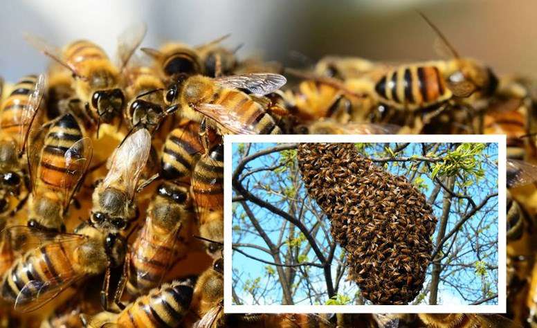 Albardilla Opuesto Regan Cuántas abejas componen una colmena? - Infoagro