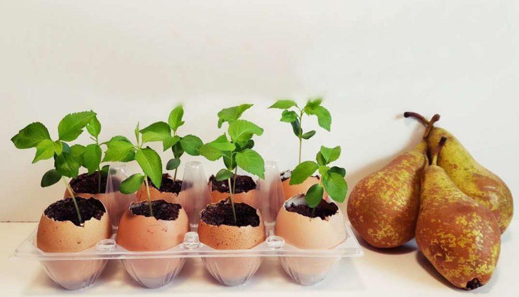 Cómo germinar las semillas y cultivar la pera - Infoagro