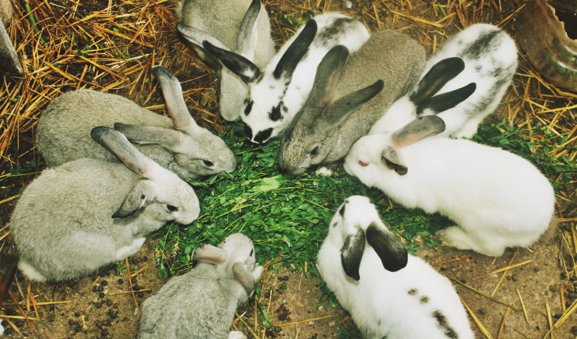 Cunicultura: Cría de Conejos - Infoagro
