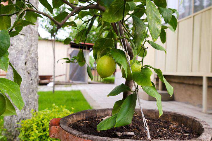 8 árboles frutales enanos para espacios reducidos - Infoagro