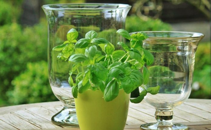 Albahaca 1