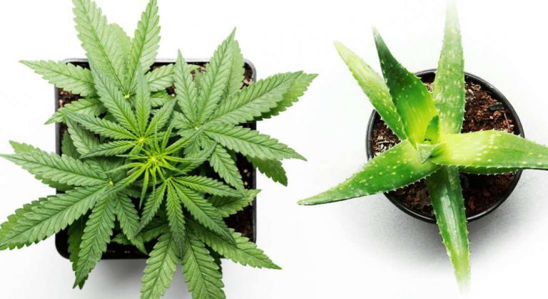 Aloe vera: enraizante natural del cannabis