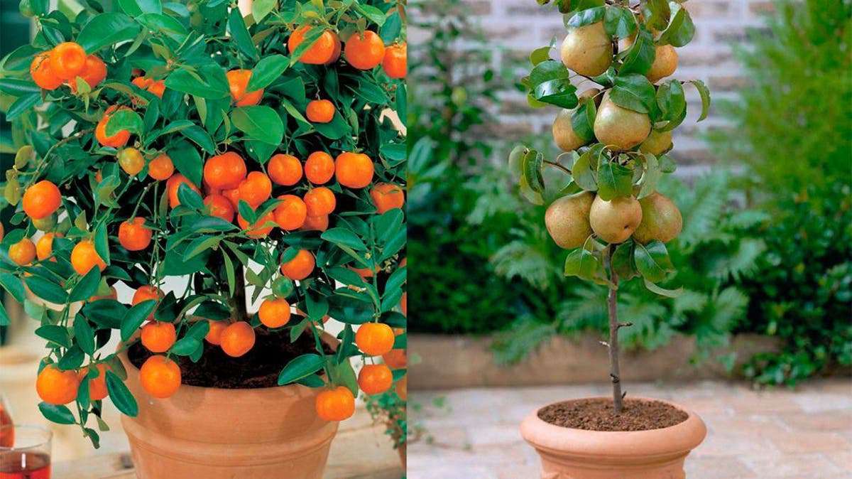 Árboles frutales enanos para tener en macetas - Infoagro