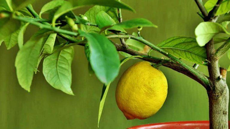 ¿Cuál es la fecha indicada para trasplantar un limonero de maceta?