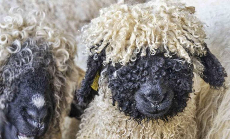 ¡Estas ovejas parecen de peluche!