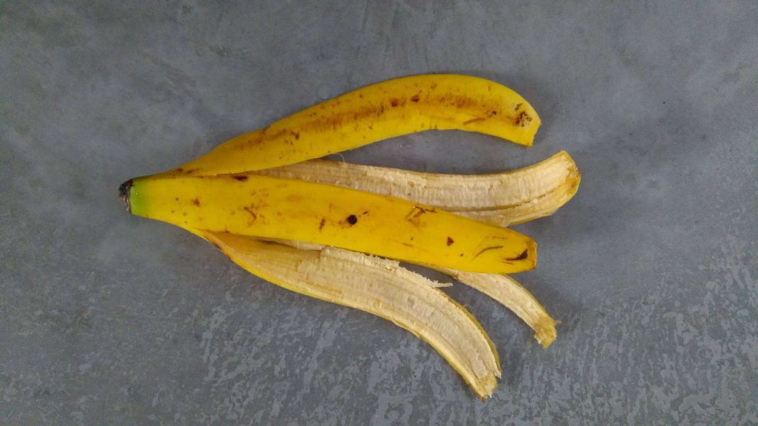 Cómo Hacer Fertilizante Orgánico Con Cáscara De Banana Infoagro 3263