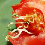germinar semillas de tomate
