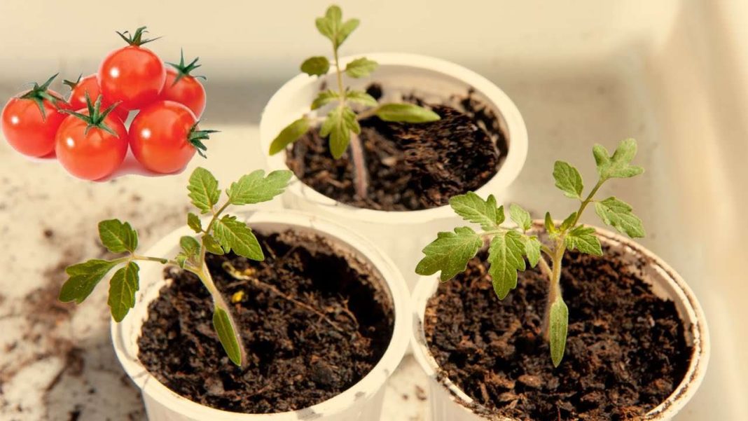 Cómo Germinar Semillas De Tomate De Forma Fácil Infoagro 6380