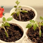 germinar semillas de tomate 6