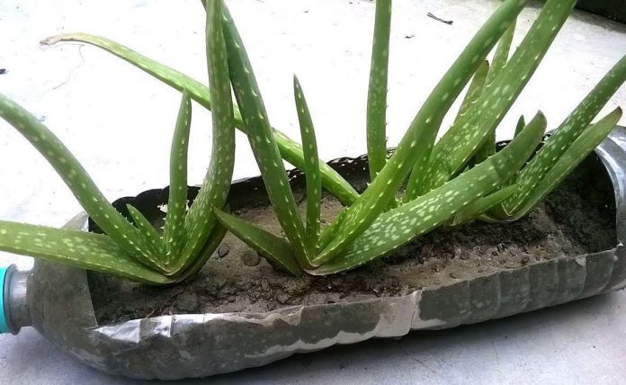 Tres Formas De Reproducir El Aloe Vera Infoagro 1398