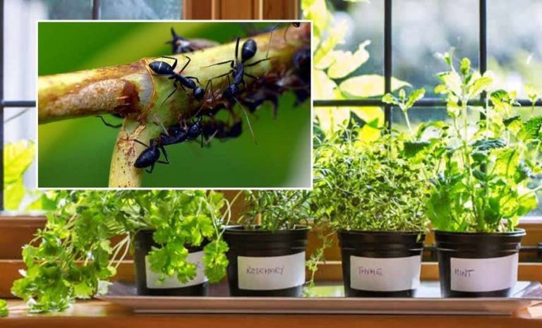 Tips para de alejar las hormigas de las plantas