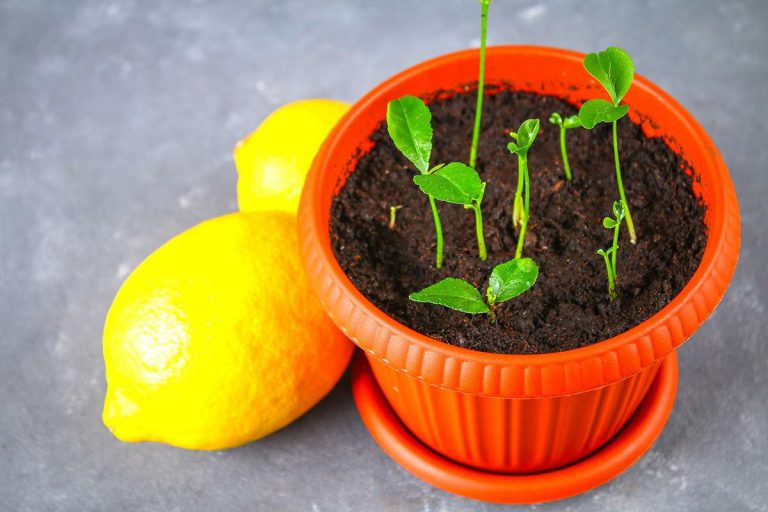 Cómo cultivar una semilla de Limonero en maceta