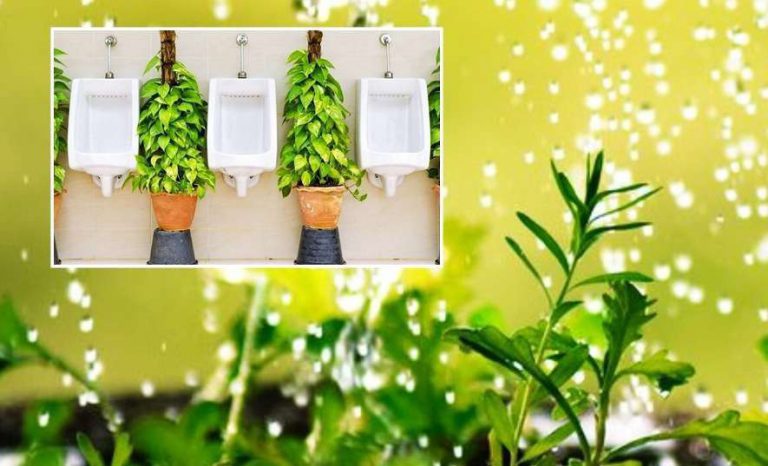 ¿Es bueno regar las plantas con orina?