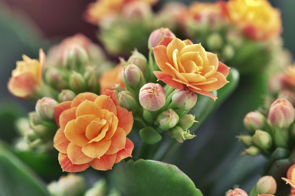 Estas 7 suculentas tienen flores hermosas - Infoagro