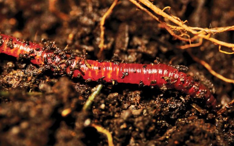 La importancia de la biodiversidad de los suelos La importancia de la biodiversidad de los suelos