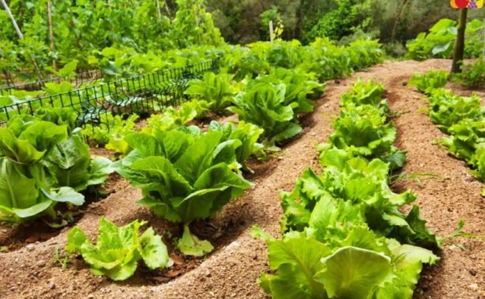 Huerta